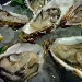 OSTRICHE FIN CLAMS - 