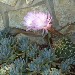 Fiore di cactus - Riccardo (Palermo)