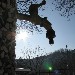 -La pace ovattata del paesaggio innevato - -
