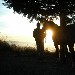 -Tramonto a Boscolandia - -