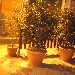 Piante - Francesco Farina - http://www.spaghettitaliani.com/Eventi/Eventi00103.html