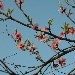 Fiori di pesco - Sandra di Asti