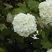 Palla di neve (fiore) - Sandra di Asti