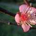 Fiore di pesco - Sandra di Asti
