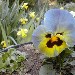 Viola (fiore) - Sandra di Asti