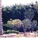 Piante nel Residence dei 7 Emiri - Contrada Mazzaforno - Cefal� (Palermo) - Settemiri B&B