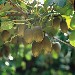 Kiwi sull'albero - ZESPRI™ Kiwifruit