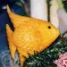 Pesciolino scolpito su un pezzo di zucca - Marco Garusi