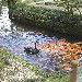 Hawaii - Pesci e cigno nero nel laghetto del Monastero Pond - Grace (Washington - USA)  mgraziar@earthlink.net