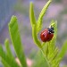 Coccinella - Germana - inserita il 25 Maggio 2005