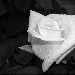 Rosa bianca - Germana - inserita il 25 Maggio 2005