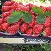 Fragole - -