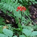 Ginseng - -