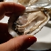 Gli amanti del crudo di qualit� - -