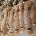 Gli amanti del crudo di qualit� - -