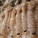 Gli amanti del crudo di qualit� - -