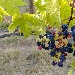 Grappoli 1 - 