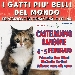 I gatti pi� belli del mondo - -