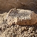 IL RITROVAMENTO DI UNA TESTUGGINE DI 2000 ANNI FA E DEL SUO UOVO

 - Un racconto di Pompei come ecosistema complesso tra terremoto e eruzione