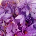 Infusione.....che parola sconosciuta - -