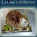 La Foto del Giorno del 3 Novembre 2021 - Torta riccio - -