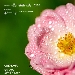 Le Invasioni Botaniche - -
