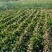 Lo Zafferano, questa deliziosa e gustosa pianta aromatica oro rosso - -