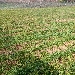 Lo Zafferano, questa deliziosa e gustosa pianta aromatica oro rosso - -