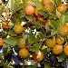 Mandarini - -