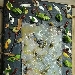 Mosaico di gamberi viola  con laccattura di olio evo di Massa Lubrense e sfusato di Massa Lubrense con le sue spume a sifone - -
