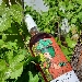 Nasce Madre Terra il vino rosato dedicato alla donna e all'estate 100% aglianico. - Un vino limited edition 100% Aglianico, firmato Cantina Aminea, neonato ros� beneaugurante, inno alla Donna e all'Estate.

