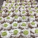 Nuvolette
 - -