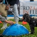 Oltre il 90% dei napoletani ha applicato il microchip al proprio pet (Osservatorio Quattrozampeinfiera)
 - L'indagine dell'Osservatorio Quattrozampeinfiera 2022 sulle abitudini dei possessori di animali da compagnia

