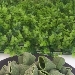 Pacchetti verdi  - -