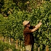 Paolo Beretta in vigna - -