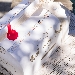 Pasqua Di Stefano - -