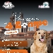 Passeggiata a 4 zampe - -