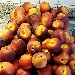 Pesche gialle per la confettura - -
