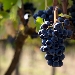 Presentazione ViteresZero, Come produrre vino senza chimica e spreco d'acqua - presentazione del progetto 