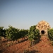 Primitivo di Manduria - vigneto - -