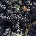 Primitivo di Manduria - -