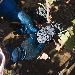 Primitivo di Manduria - -