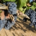 Primitivo di Manduria - -