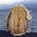 Provolone del Monaco (fotografia di Leo Cremano) - -