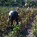 Raccolta del Pomodorini del Piennolo - -