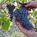 Raccolta uva rossa - -