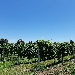 Ruaro Azienda agricola Biologica - -