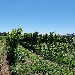 Ruaro Azienda agricola Biologica - -
