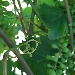 Ruaro Azienda agricola Biologica - -