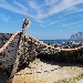 Sulla rotta del tonno rosso - Muciare - -